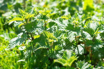 Fototapeta na wymiar Fresh nettle plant growing in the wild nature. Homeopathy alternative medicine concept