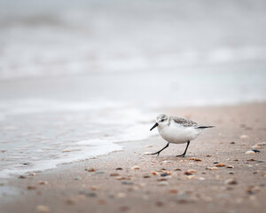 Sandpiper on the beach with seawater approaching. 