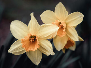 Close-up of two yellow daffodils. 