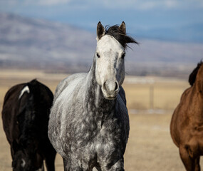 Obraz na płótnie Canvas Montana Horses