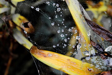 Shiny water drops atop cobweb on green peony leaves background. Wet cobweb texture closeup. Spider web background. Cob web net backdrop. Nature after rain. Dewdrops on spider web