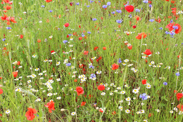 Wildflower meadow with lots of poppies