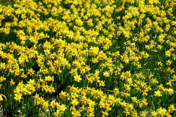 Yellow dwarf daffodil flowers blooming in the early Spring