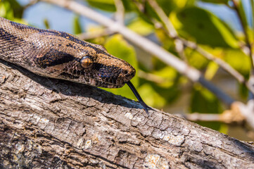retrato de boa en playas de México 
