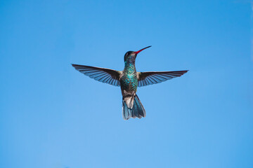 Broad-Billed Hummingbird (Cynanthus latirostris) Against a Blue Sky