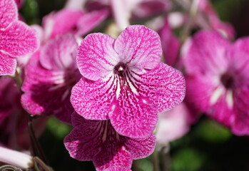 Light purple color of Cape-Primrose 'Strawberry Ice' flowers