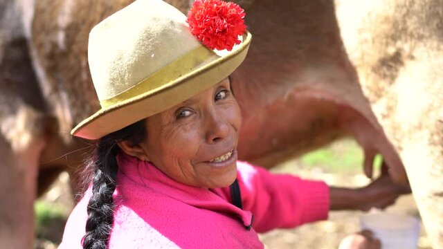 Close-up portrait of a Peruvian indigenous woman sorting a cow in the province of Cuzco in the country of Peru.