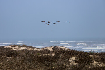 Flock of pelican flying over the ocean