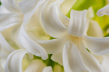 Macro view of spring garden white hyacinth flower