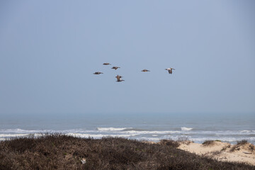 Flock of pelicans flying over the ocean
