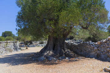 Fototapeta premium Ancient olive tree in Olive gardens of Lun ecological park on Pag island, Croatia