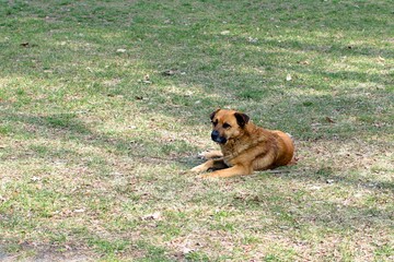 ginger big dog on green grass looks attentively
