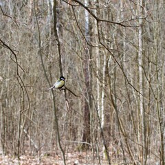small bird titmouse sitting on tree branch on blurred background of bare forest