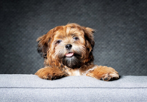 Teddy bear puppy looking at camera, while standing on sofa. 6 month old  male dog with light-apricot color and black nose. Shichon, Zuchon, Shih Tzu-Bichon mix or fuzzy wuzzy puppy. Selective focus.