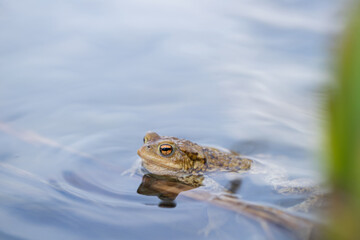 Toad, Bufo bufo, swimming in it's pond during pairing season.
