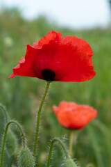 Red poppy flower in green background at italian countryside