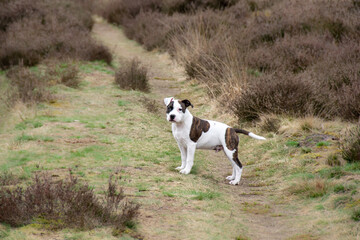 Young white and brown puppy dog English Staffordshire Bull Terrier in the nature