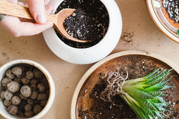 Transplanting house plants, home related hobby. Taking care of, planting a succulent, top view, wholesome indoor activity
