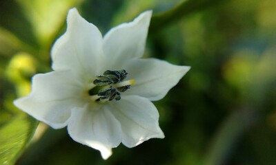 green chili flower