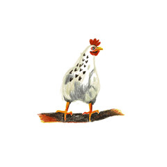 Illustration of a chicken on a perch, isolated on a white background.