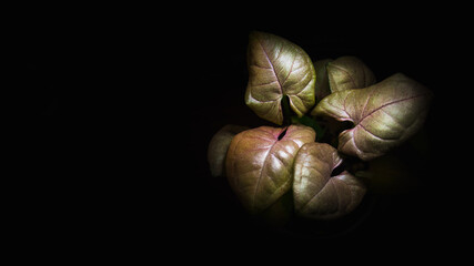 pink leaves of a plant an arrow head on a black background isolated green and pink leaves of houseplants