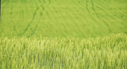 Naklejka na ściany i meble Background of a green wheat field in spring