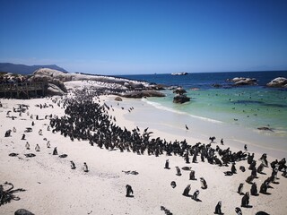 penguins in simons town in south africa