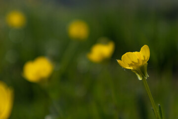 Obraz premium Yellow buttercup flower in green background, Italy 
