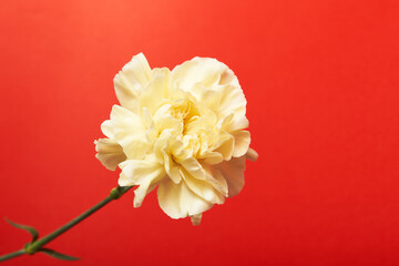 single beautiful yellow Dianthus flower on red background   