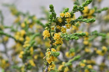 Small yellow flowers of bohalaga or bufalaga (Thymelaea hirsuta) on its bush