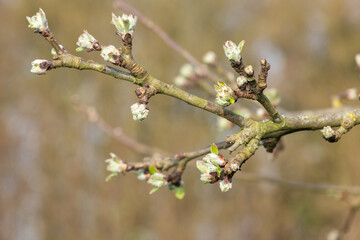 Macro shot of an apple branch where the buds are at the green cluster growth stage