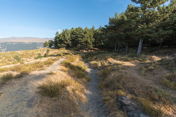 pine forest in Sierra Nevada