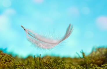feather is flying in the air in the moss