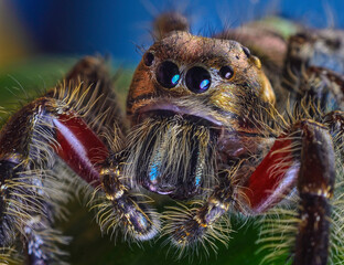Copper Jumping Spider