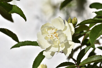 White rose on white background 