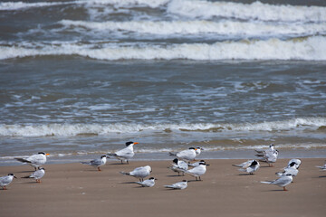 Flock of Terns on the beach
