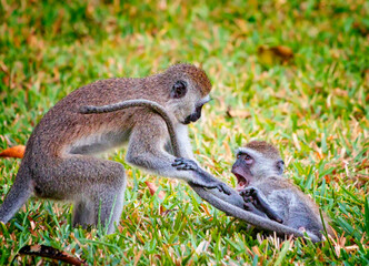 Two monkeys are playing and fighting. They are Sykes, Cercopithecus albogularis, on Diani beach. It is cute. This is a photo of wildlife in Kenya Africa.