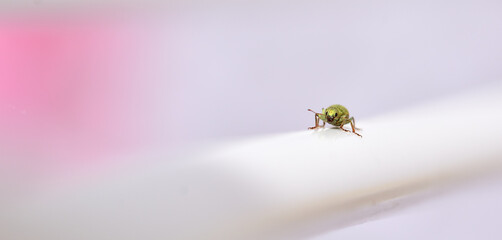 Domestic fauna: Small metallic green beetle on a white clothesline bar in the garden