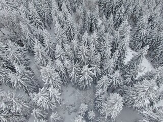 photos of a drone. Landscape, drone, snowy trees, mountains trees in the winter
