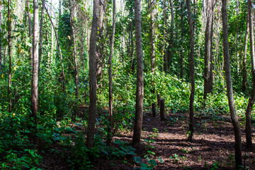 selva paranaense del litoral argentino