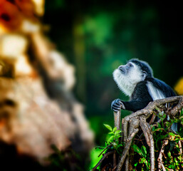 Black-and-White Colobus,Mantled Guereza, sitting on a tree and looking up at Diani beach in Kenya, Africa. The background is blurred.