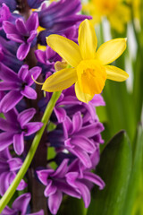 Spring daffodil and hyacinth flower in spring garden macro view