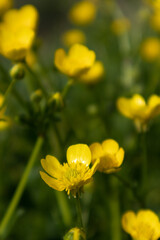 Obraz premium Yellow buttercup flower in green background, Italy 