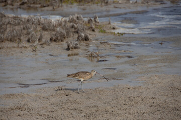 Long-billed Curlew foraging for crabs