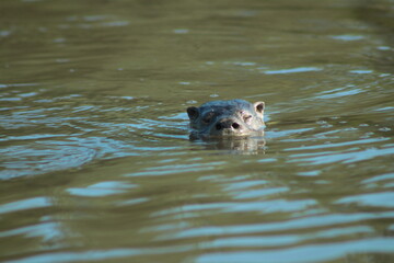 Fototapeta premium Lobito de río