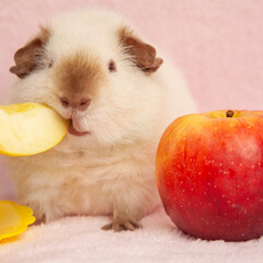 beige guinea pig, on a pink background next to a red and yellow apple. feeding guinea pig