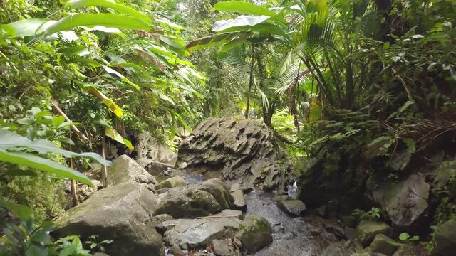 Dense Tropical Rainforest and Creek. El Yunque National Forest, Puerto Rico.