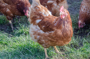 Ein Huhn auf einer Wiese
