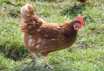 Ein Huhn auf einer Wiese