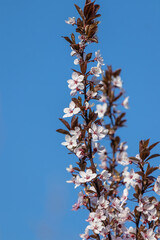 Vertically directed branch of blooming decorative sweet cherry against the sky, background for a postcard